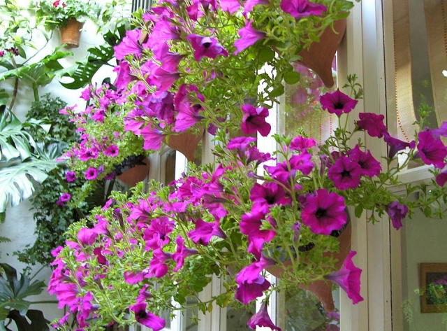 Patios floridos